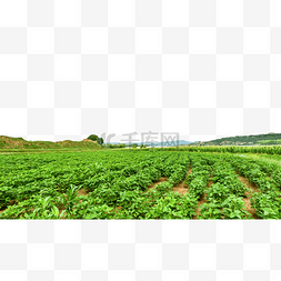 马铃薯种植图片_山村农田植物上午马铃薯耕地素材