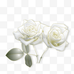 玫瑰花朵png图片_白色玫瑰花朵