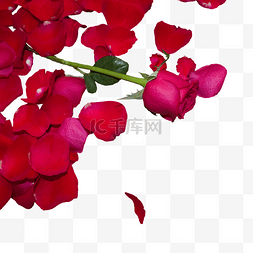玫瑰大花瓣图片_大红色玫瑰花和玫瑰花瓣