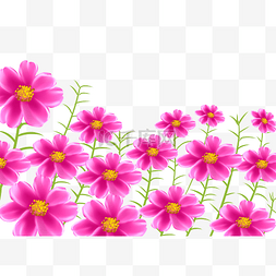 波斯菊田粉红色花朵