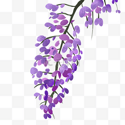 紫色紫藤花