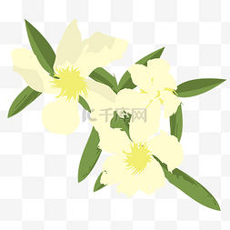 一朵朵花图片_春季夏季白色夹竹桃花开朵朵