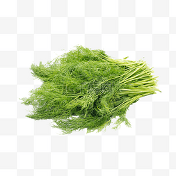 绿色蔬菜茼蒿
