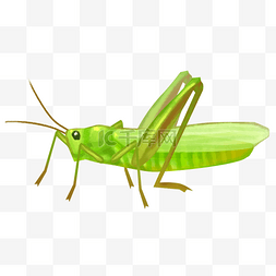 绿色昆虫蝗虫