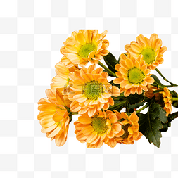 黄菊鲜花