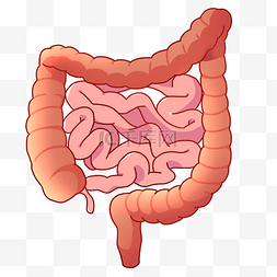 大肠图片_红色人体器官肠子