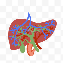 人体红色血管图片_人体器官红色肝插图
