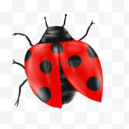 展翅的红色瓢虫
