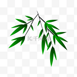 绿色的植物图片_绿色的竹子