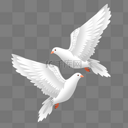 白色鸽子图片图片_白色的鸽子