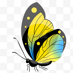 黄色的昆虫蝴蝶插画