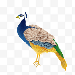 孔雀开屏鱼图片-孔雀开屏鱼图片素材免费下载-千库网-第2页