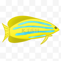 黄色鱼类图片_黄色海洋小鱼