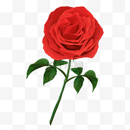 玫瑰花鲜花图片_红色浪漫玫瑰花