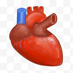 红色心脏器官图片_红色人体器官
