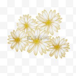 白色的小菊花