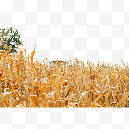 的田野图片_秋天的玉米秸秆枯黄叶子