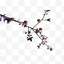 美丽的梅花图片_在蓝天印设下的梅花枝条