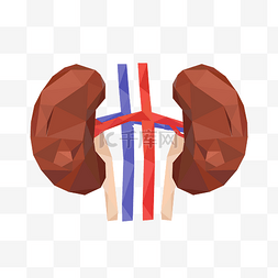 人体肝脏器官插画
