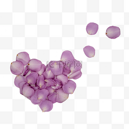 紫色玫瑰花瓣桃心