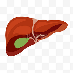 医学内科学图图片_矢量手绘肝脏