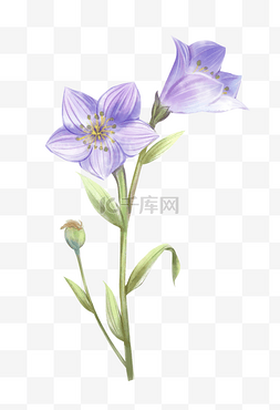 水彩风淡紫色花朵