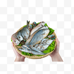 鱼多图片_一盘海鲜生鲜水产鱼