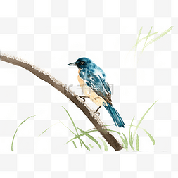 水彩画蓝色的小鸟