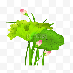 绿色的荷叶图片_荷花花苞植物插画