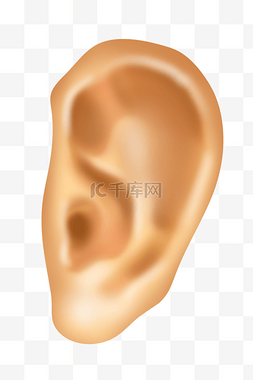 人体耳朵装饰插画