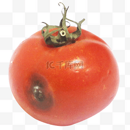 蔬菜烂图片_垃圾分类腐烂番茄