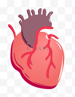 红色心脏器官图片_人体红色心脏