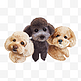 三只小狗泰迪犬