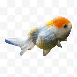橘黄色银色可爱的鱼