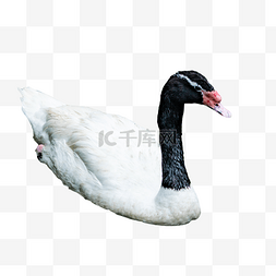 珍稀保护动物图片_黑颈天鹅珍稀保护动物