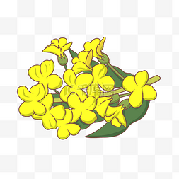 开放的花朵图片_开放的油菜花插画