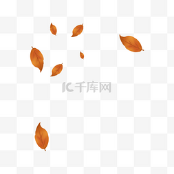 散步枫叶图片_秋季凋零的树叶