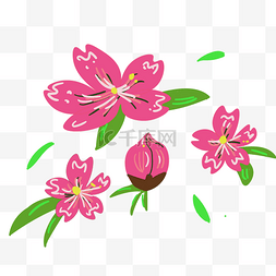 桃红色樱花花朵插画