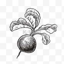 蔬菜简笔画图片_食物黑白线描线稿22