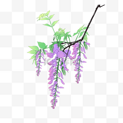 紫色花朵树枝插画