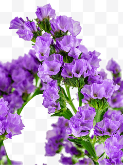 紫色鲜花勿忘我