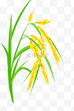 黄色农作物水稻