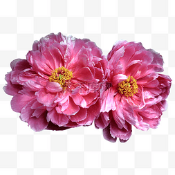 粉色花朵两朵图片_两朵牡丹花