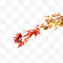 红了图片_北方秋季正在变红的枫叶