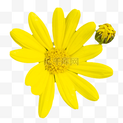向阳诗集图片_黄色唯美自然的花朵