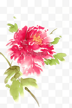 手绘红色牡丹图片_水彩花卉红色的牡丹花