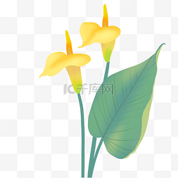 黄色花朵仿真马蹄莲花开