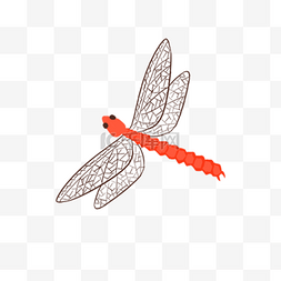 一只蜻蜓图片_一只红色蜻蜓下载