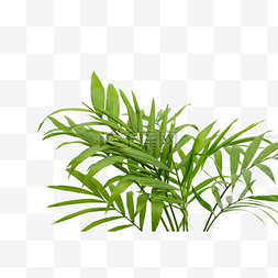 散尾葵热带植物