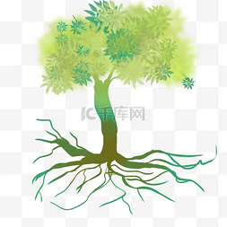 生长大树树根